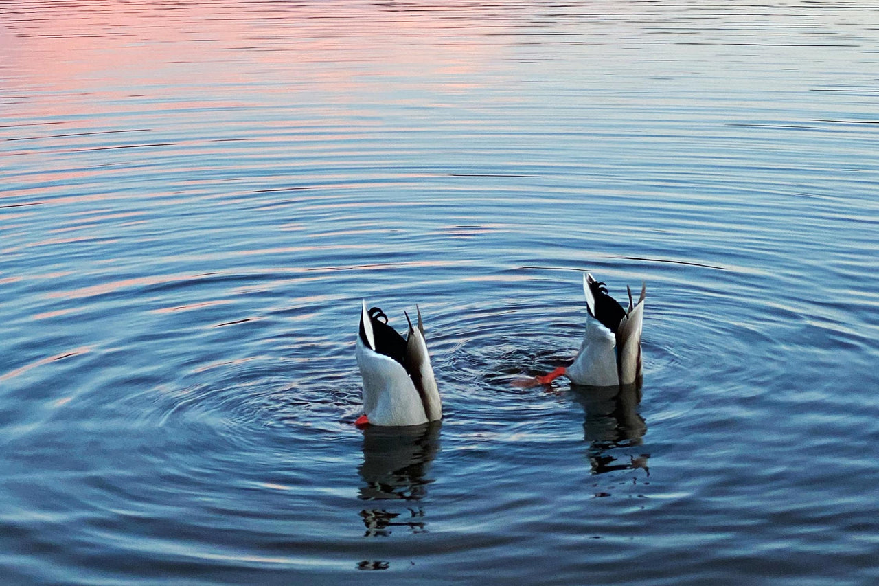 Duck photograph