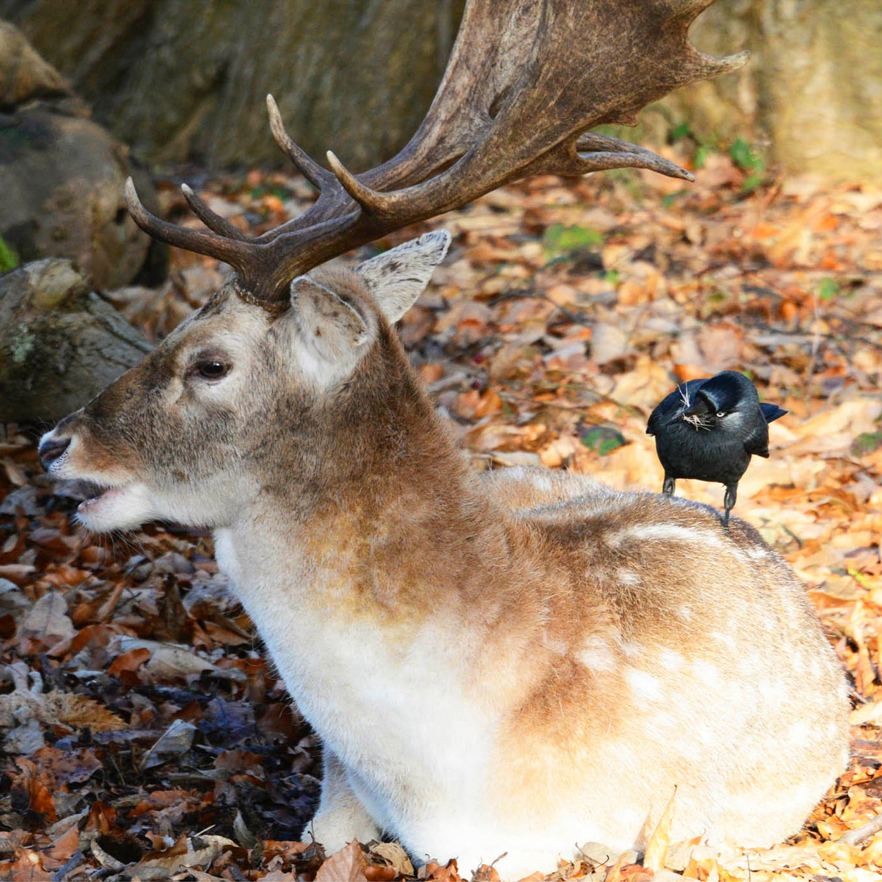Deer and the Jackdaw