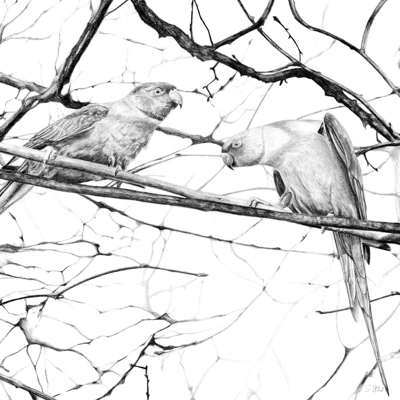 Hyde park parakeets pencil drawing print