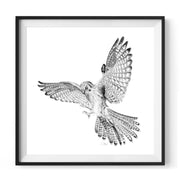 Giclée Print of Regent Kestrel Pencil Drawing in black frame