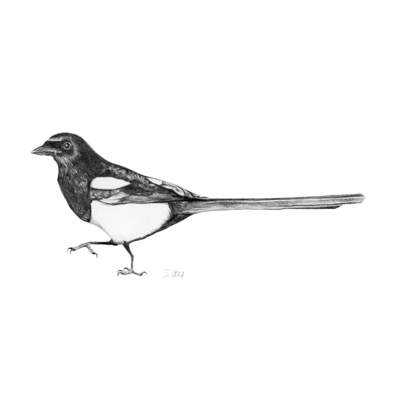 Magpie drawing limited edition print