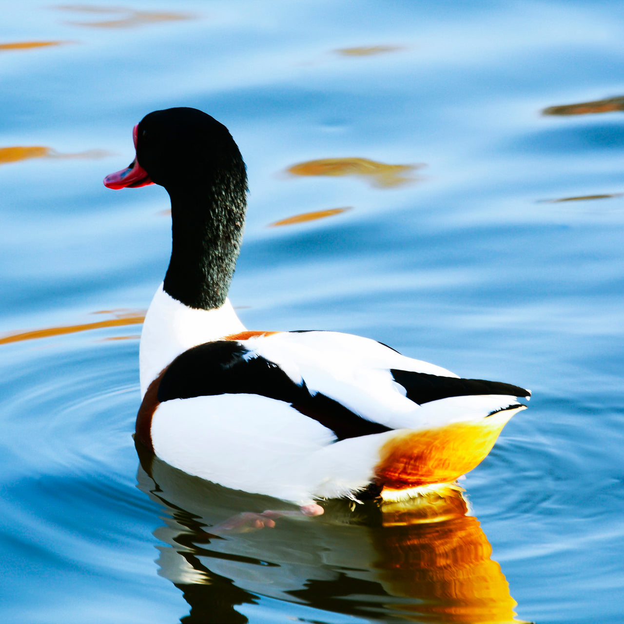 Shelduck