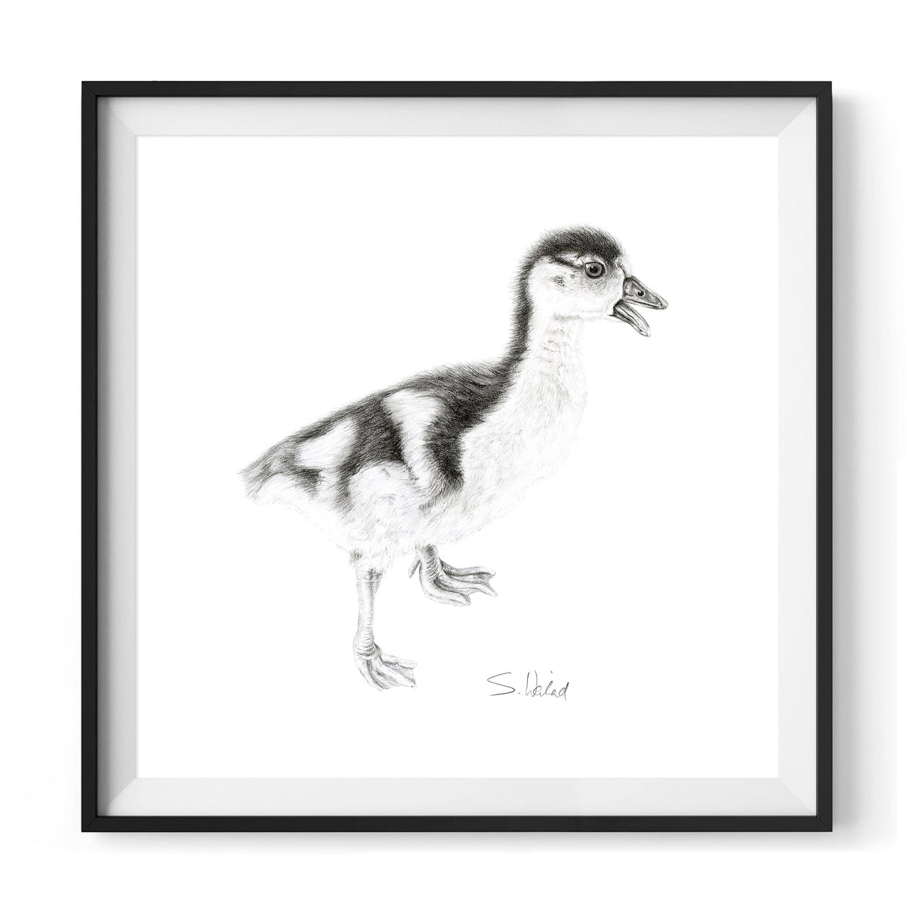 Gosling pencil drawing print in black frame