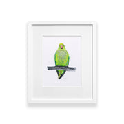 Pencil drawn and hand embroidered Parakeet artwork in a white frame