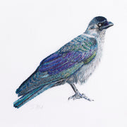 Greenwich Jackdaw luxury embroidered artwork print by Susannah Weiland, depicting a jackdaw in iridescent blues, purples and greens against a white background.