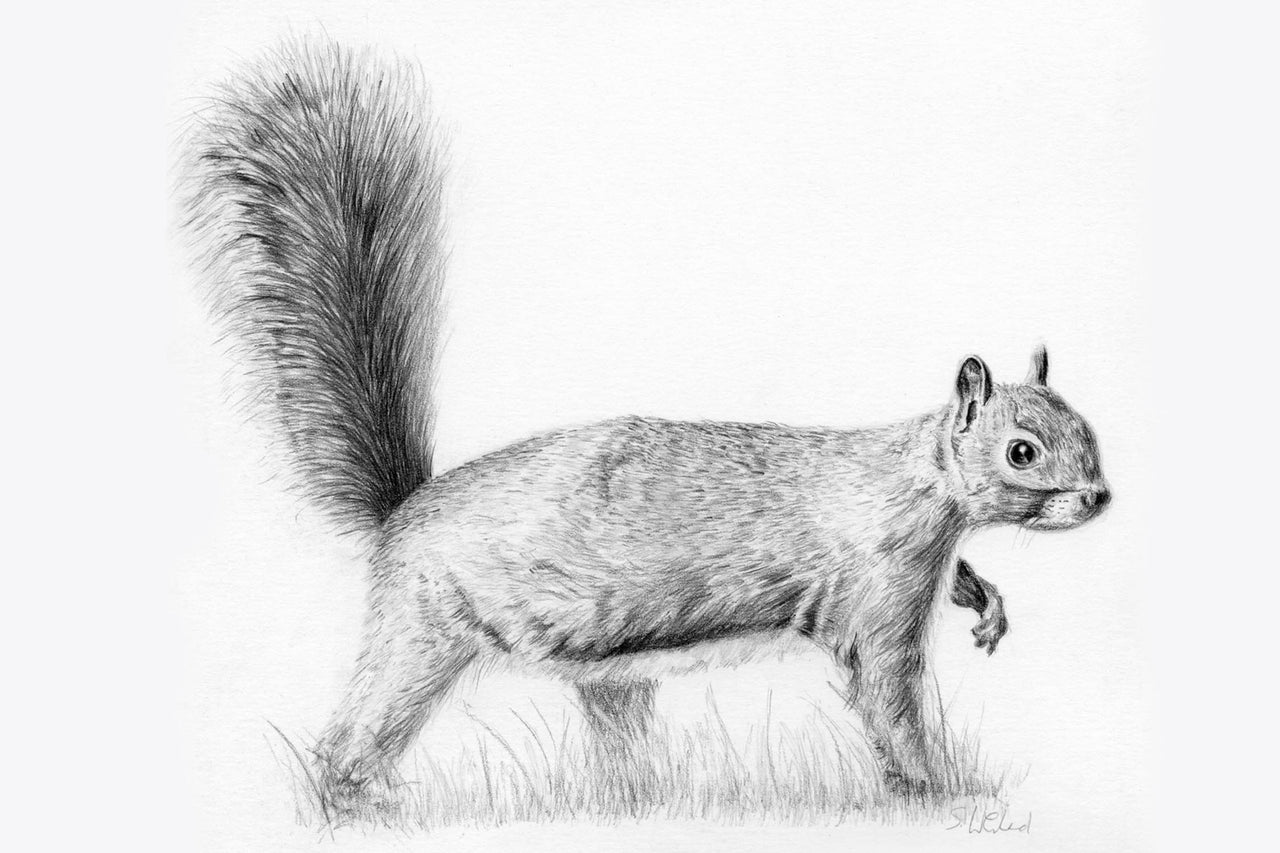 Squirrel pencil drawing