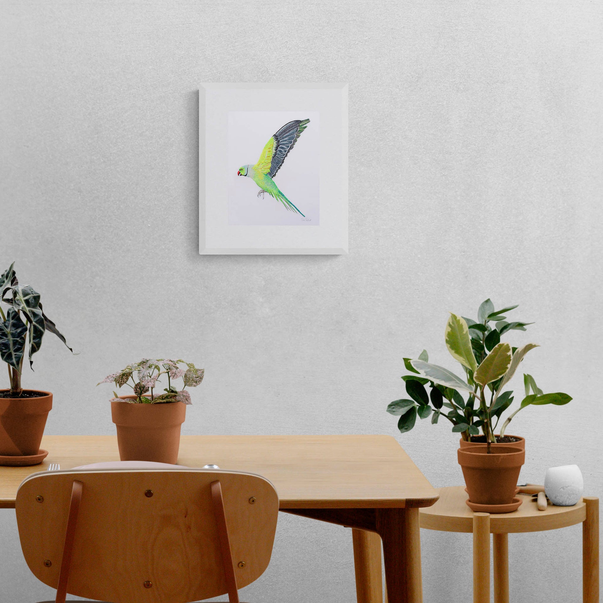 St James Flying Parakeet limited edition hand embroidered wall art print by Susannah Weiland, shown in a white frame on a grey textured wall above a wooden dining table surrounded by terracotta pots and houseplants, the parakeet's tropical energy perfectly at home in a plant-filled, nature-inspired space.