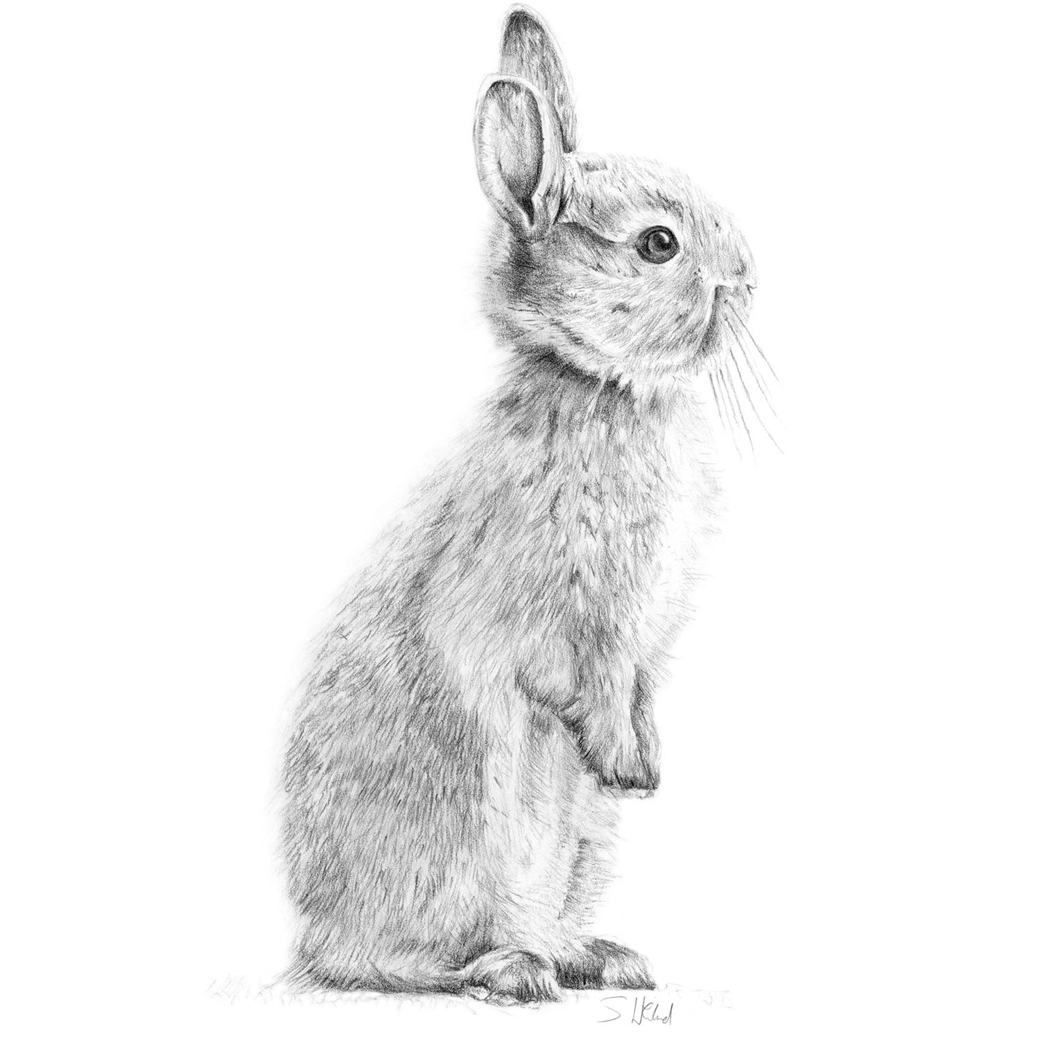 Bunny rabbit pencil drawing