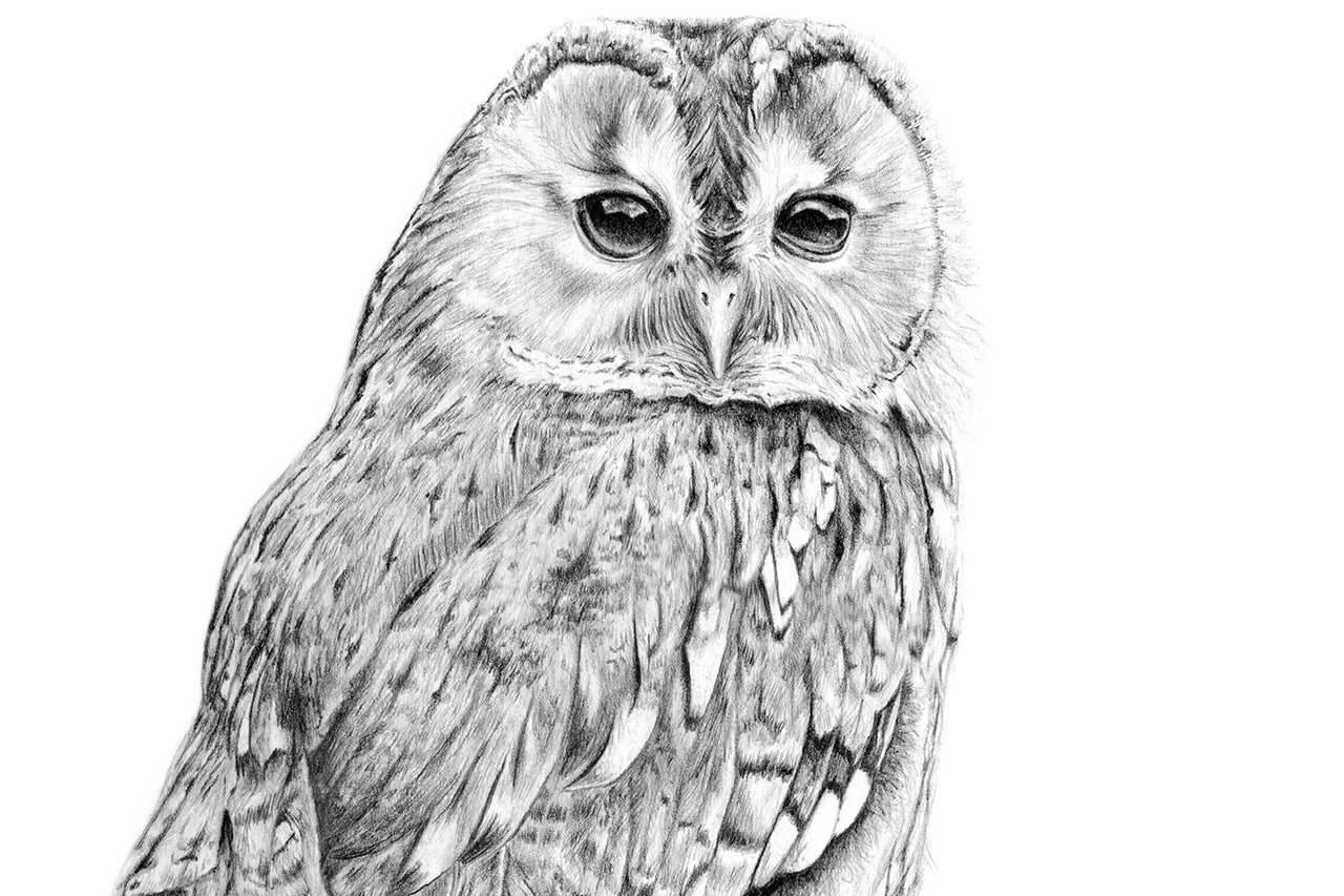 Owl pencil drawing.