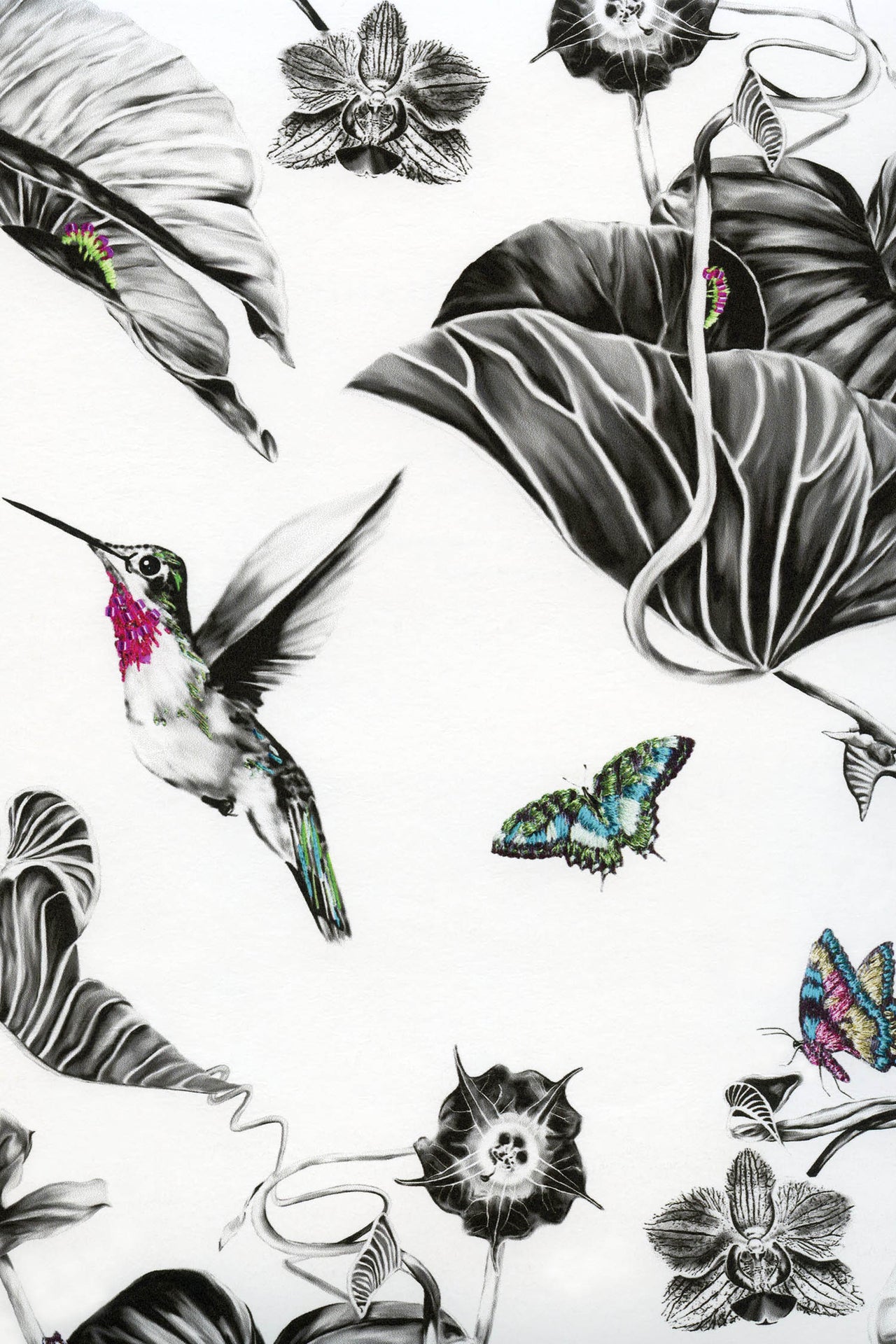 Hummingbirds Wallpaper -  Pink