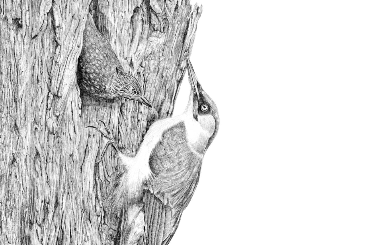 Woodpeckers pencil drawing