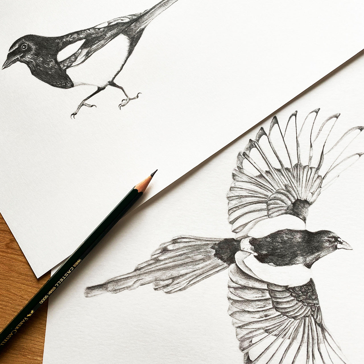 Bird pencil drawings.