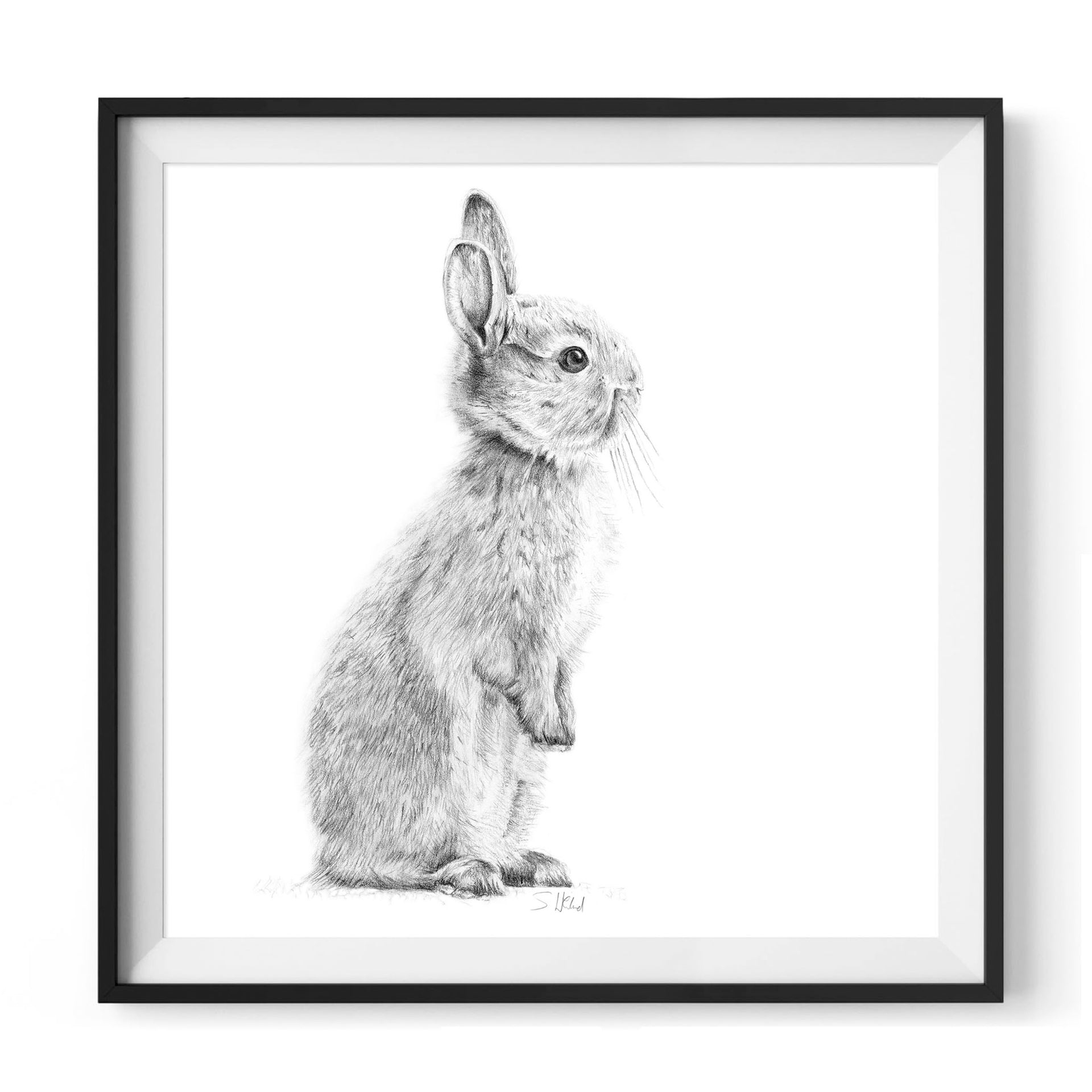 Bunny rabbit pencil drawing print in frame