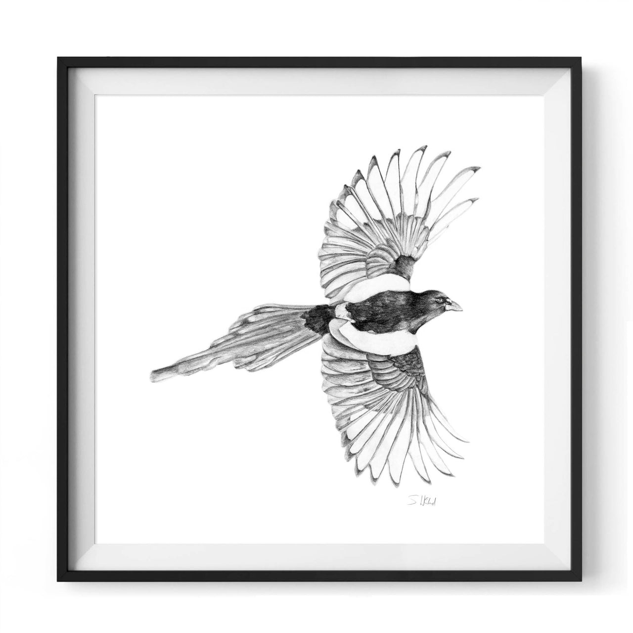 Magpie pencil drawing print in black frame