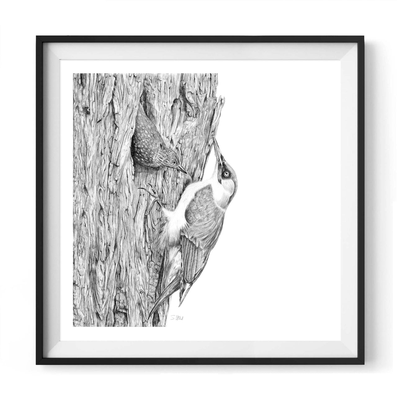Woodpeckers pencil drawing print in black frame