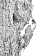 Woodpeckers pencil drawing print