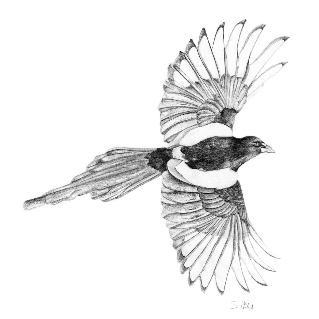 Giclée Print of Bushy Magpie Pencil Drawing