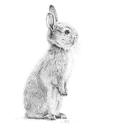 Bunny rabbit pencil drawing print