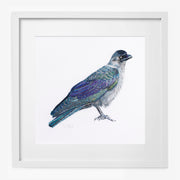 limited edition print of a Jackdaw hand embroidery in white frame