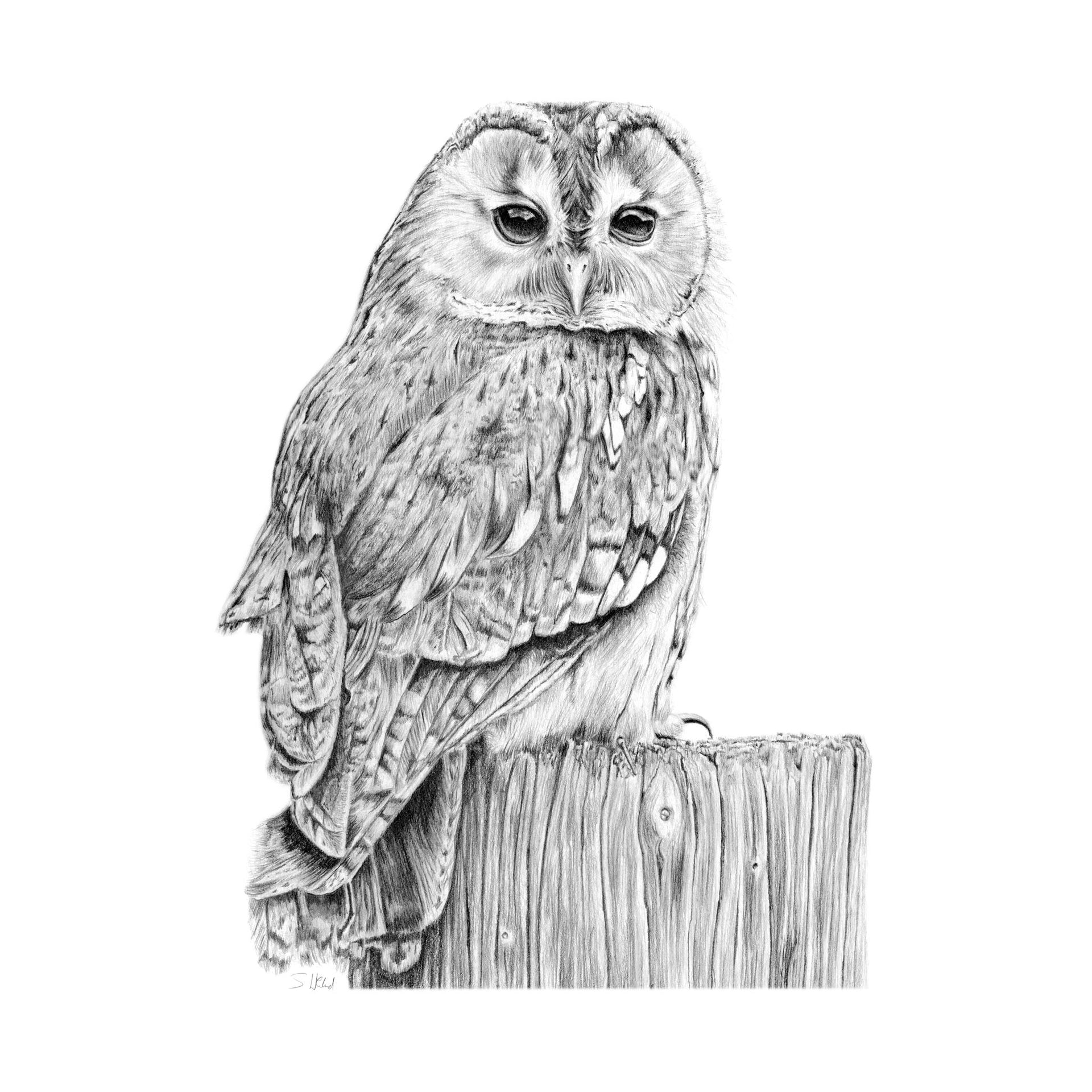 Owl pencil drawing print