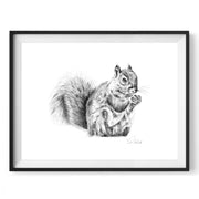 Pencil drawing of a squirrel limited edition print in black frame