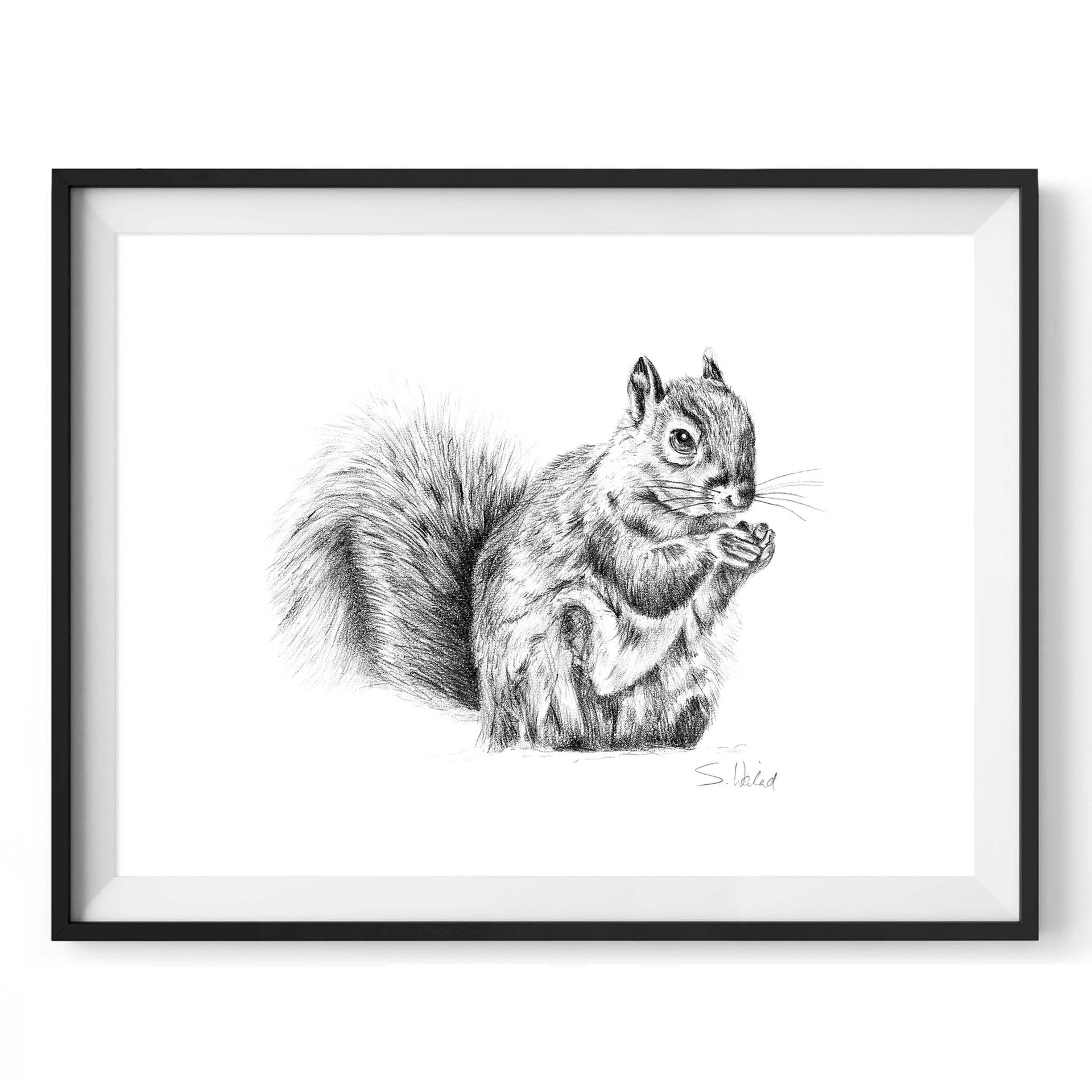 Pencil drawing of a squirrel limited edition print in black frame