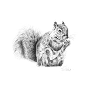 Pencil drawing of a squirrel limited edition print