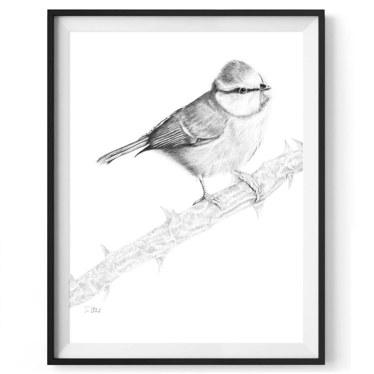 Blue tit pencil drawing print in black frame