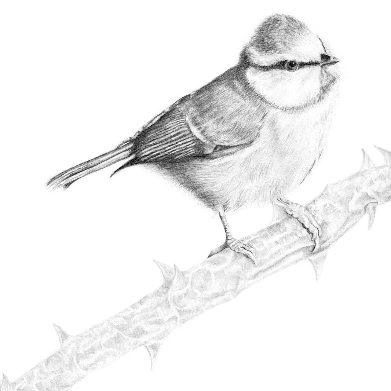 Blue tit pencil drawing print