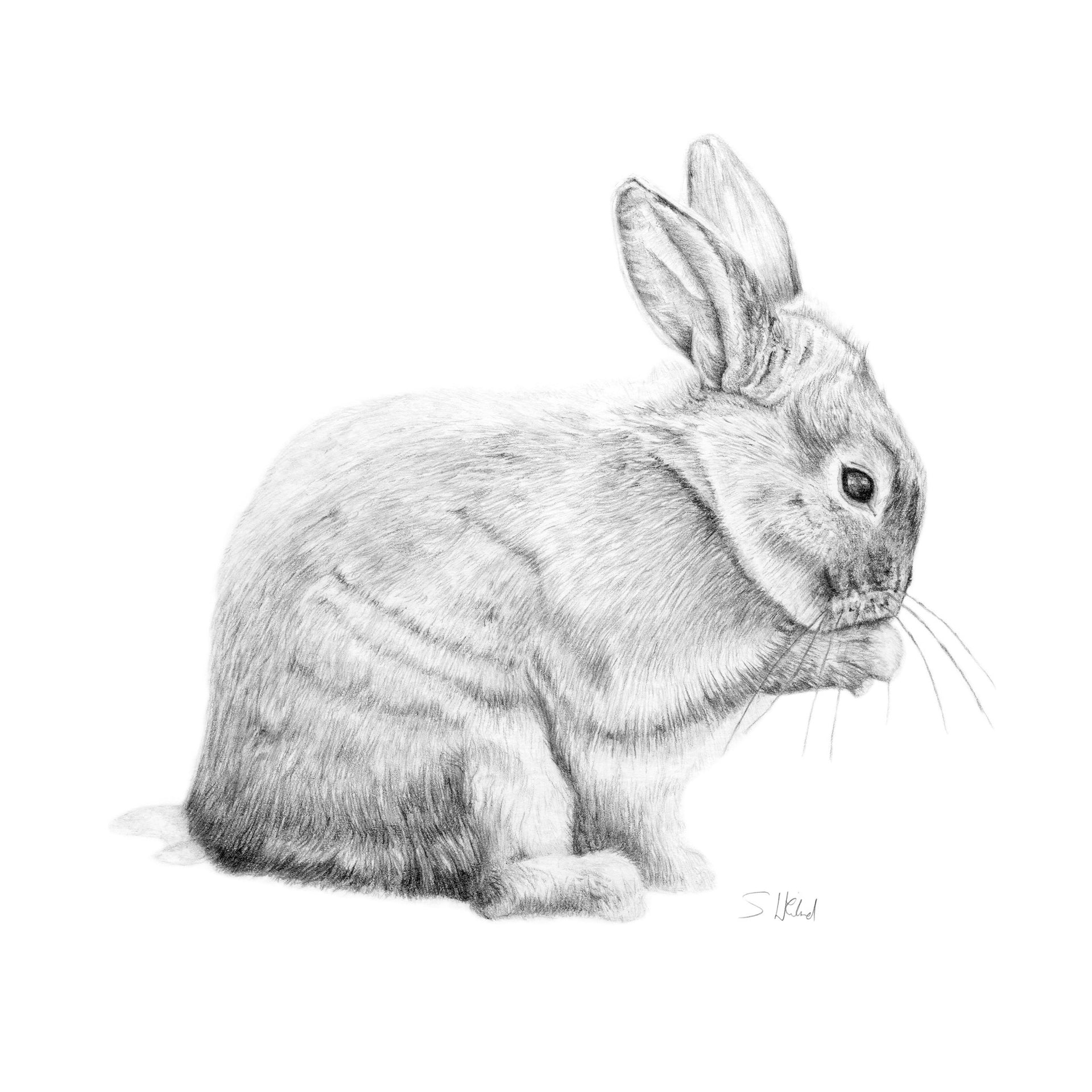 Giclée Print of Hyde Bunny Pencil Drawing