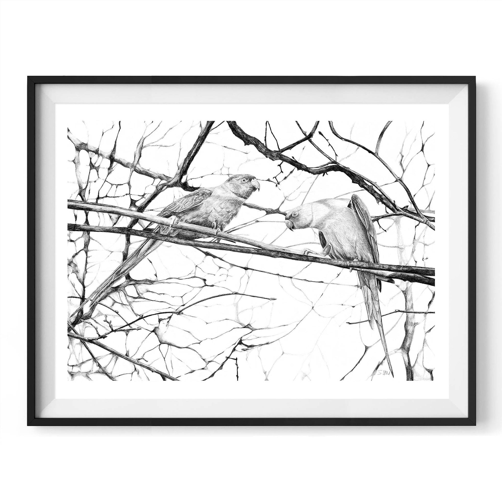Hyde park parakeets pencil drawing print in black frame
