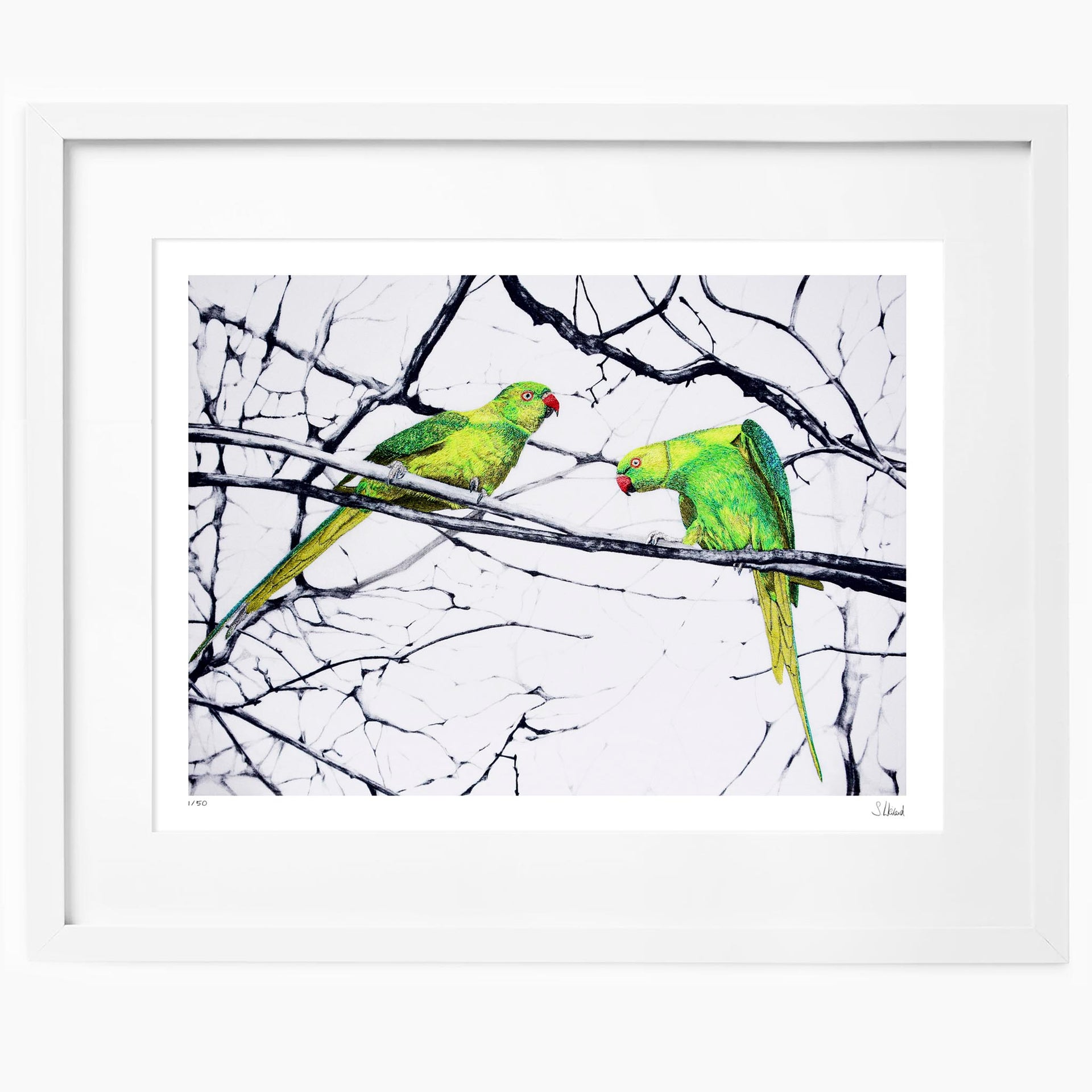 Hand embroidered hyde park parakeets limited edition print in white frame