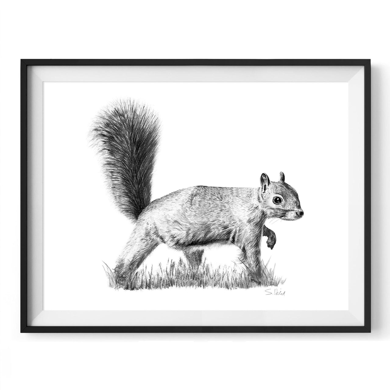 Squirrel pencil drawing print in black frame