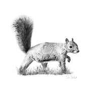 Squirrel pencil drawing print