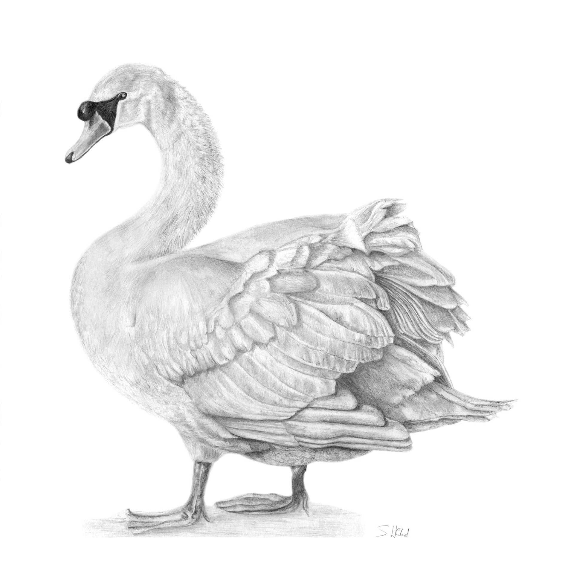 Giclée Print of Hyde Swan Pencil Drawing