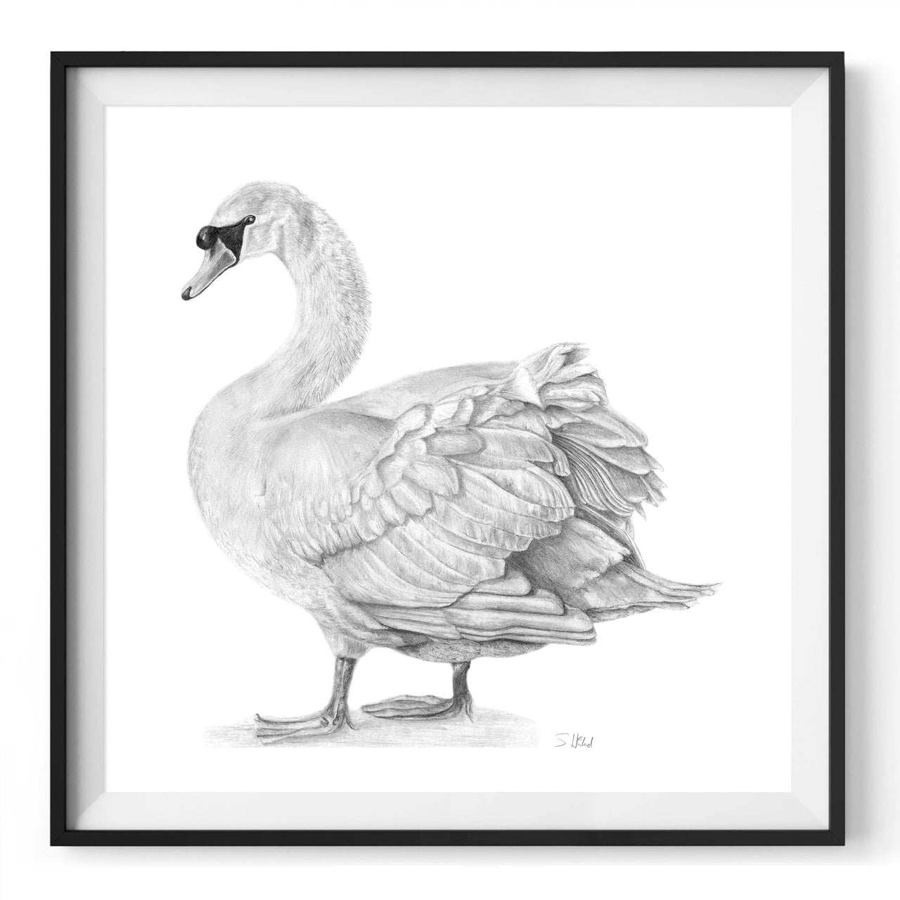 Giclée Print of Hyde Swan Pencil Drawing in black frame