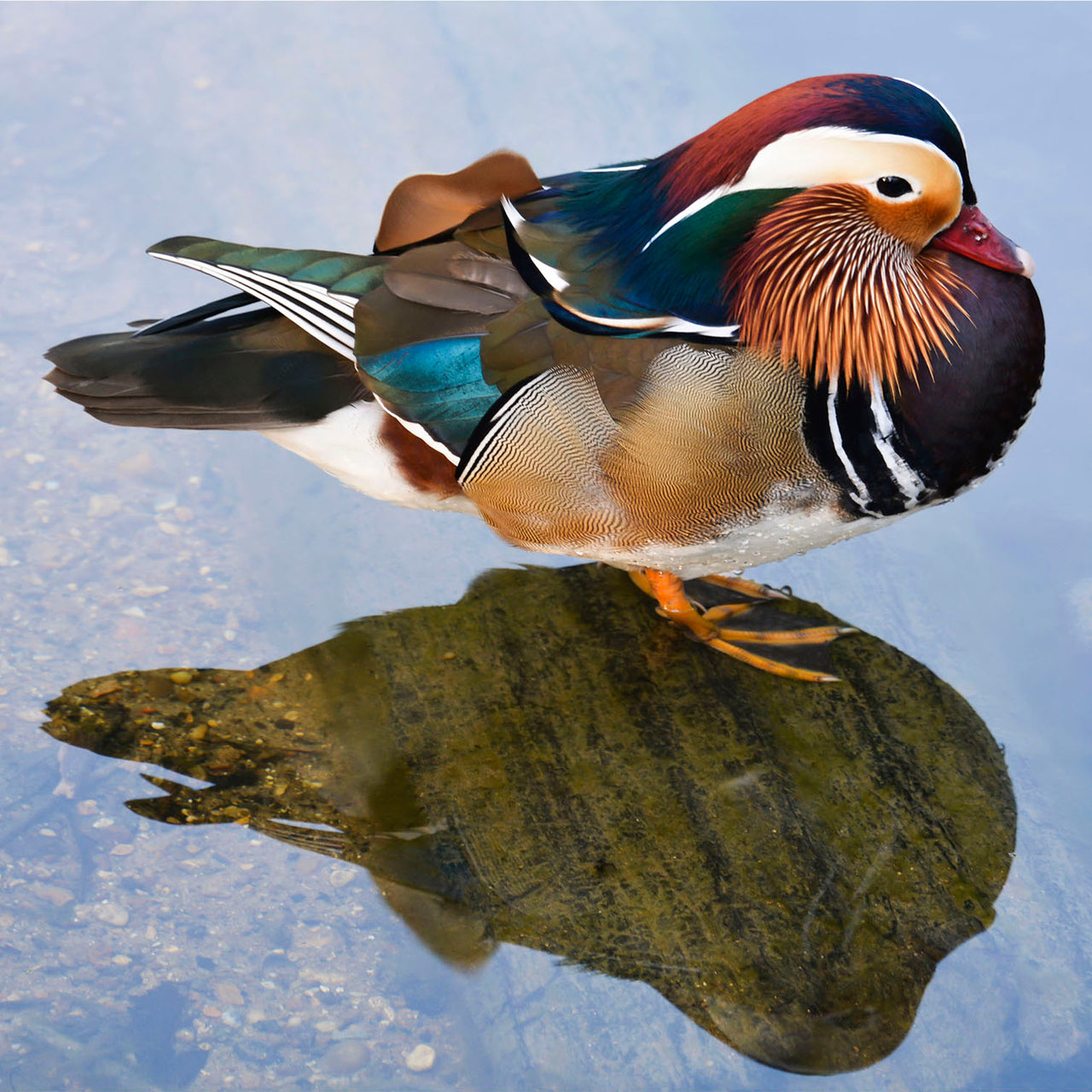 Mandarin Duck Reflection