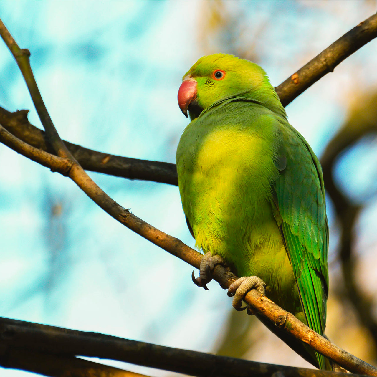 Perched Parakeet