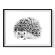 Hedgehog pencil drawing print in black frame