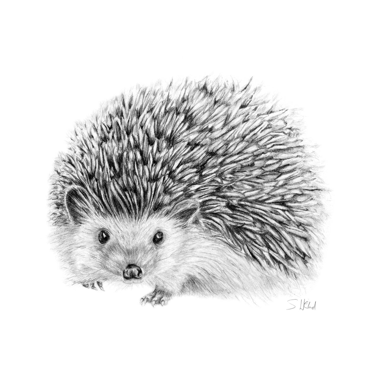 Hedgehog pencil drawing print