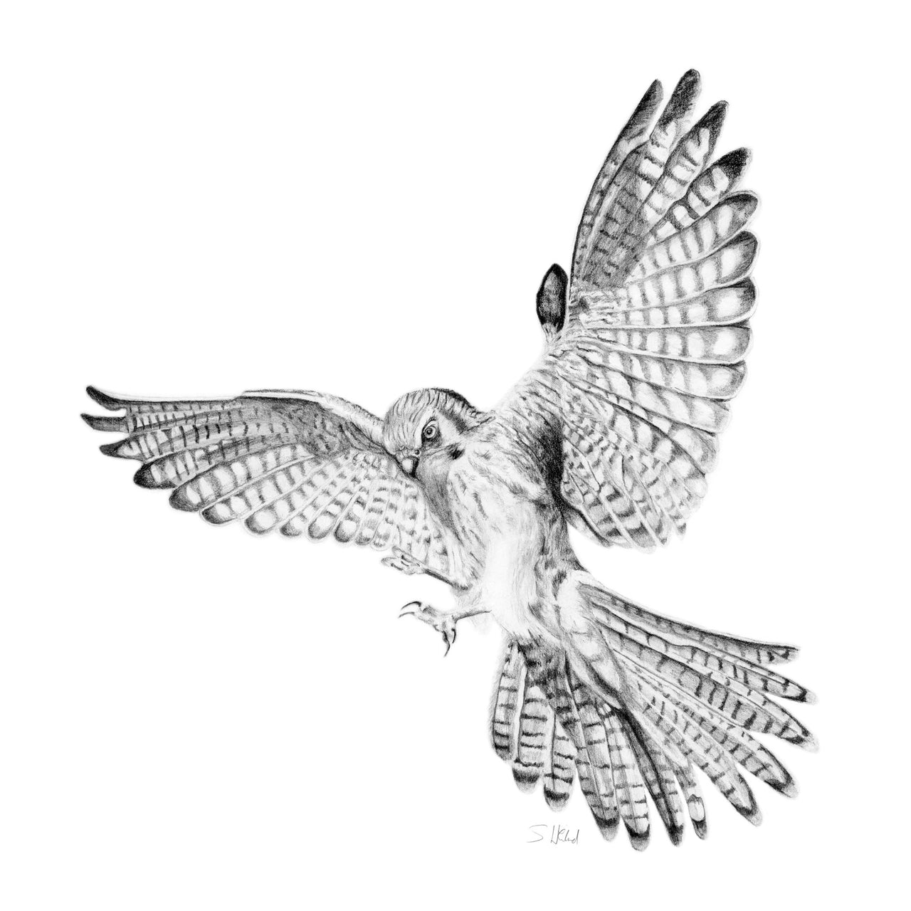  Giclée Print of Regent Kestrel Pencil Drawing