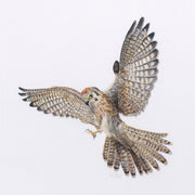 Limited Edition Print of Regent Kestrel hand embroidered artwork