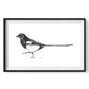 Magpie drawing limited edition print in black frame