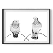 Pigeons pencil drawing print in black frame