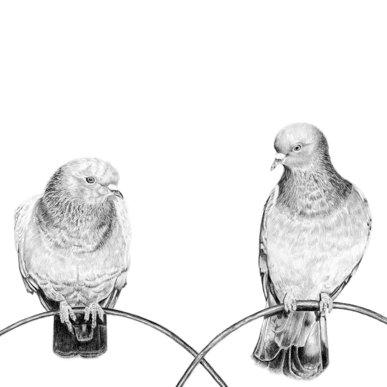 Pigeons pencil drawing print