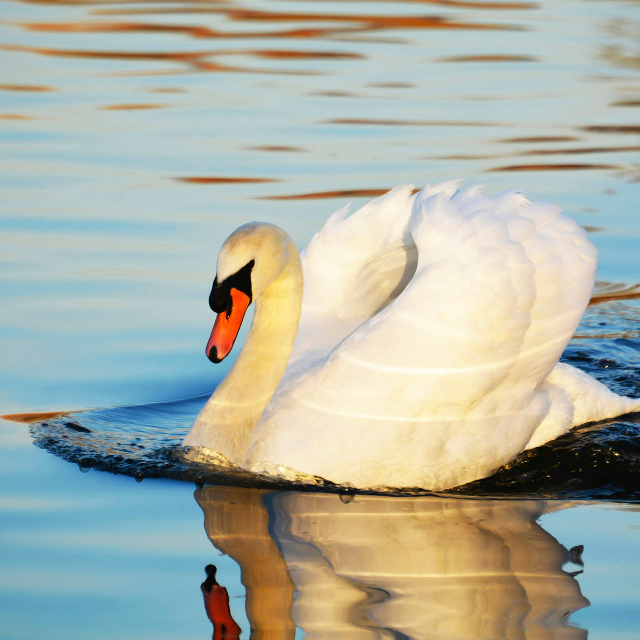 Regent Swan