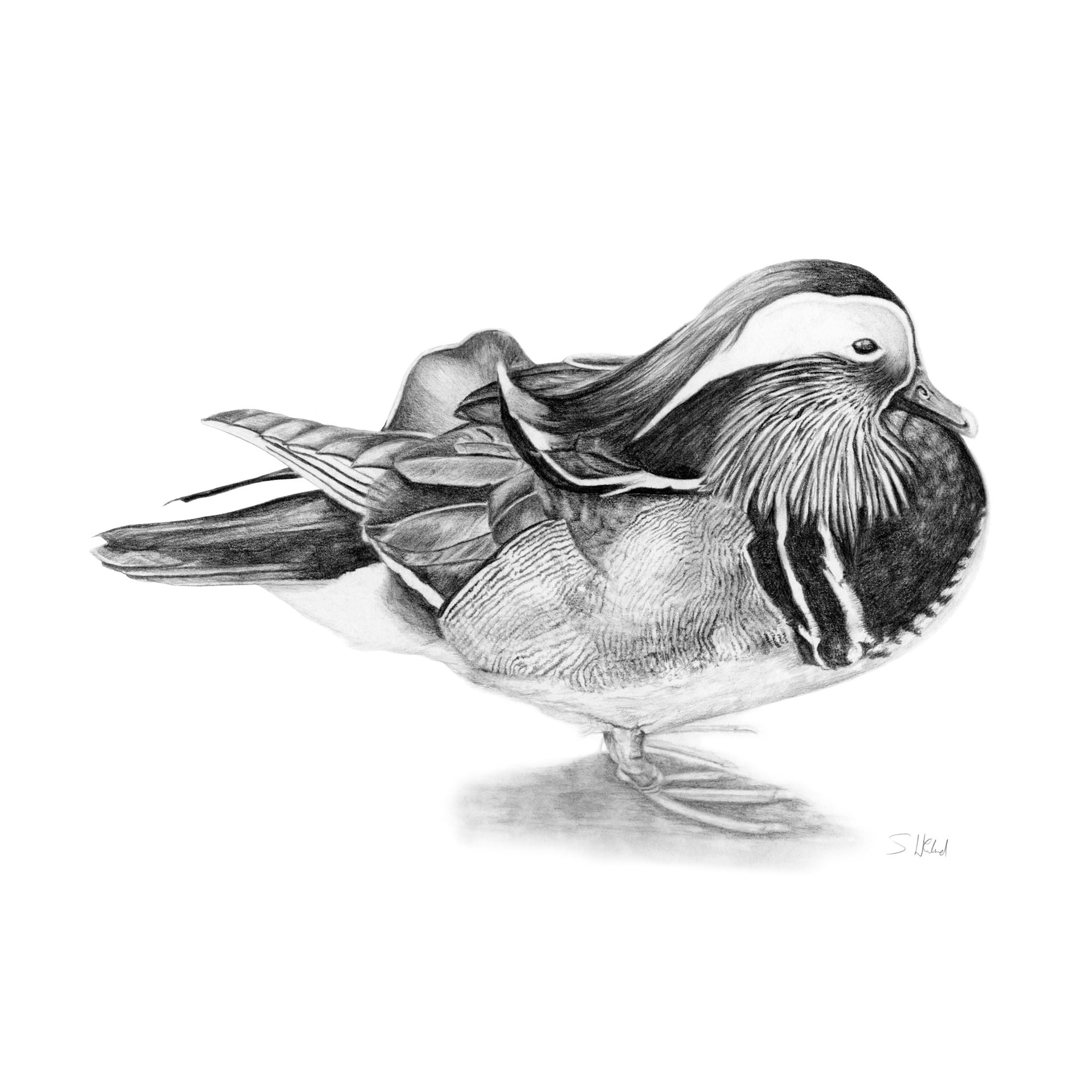 Mandarin duck pencil drawing print 