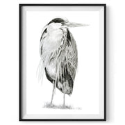 Heron pencil drawing print in black frame