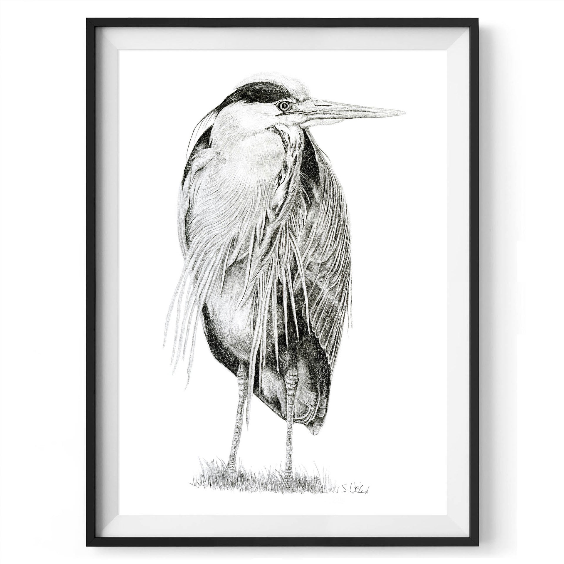 Heron pencil drawing print in black frame