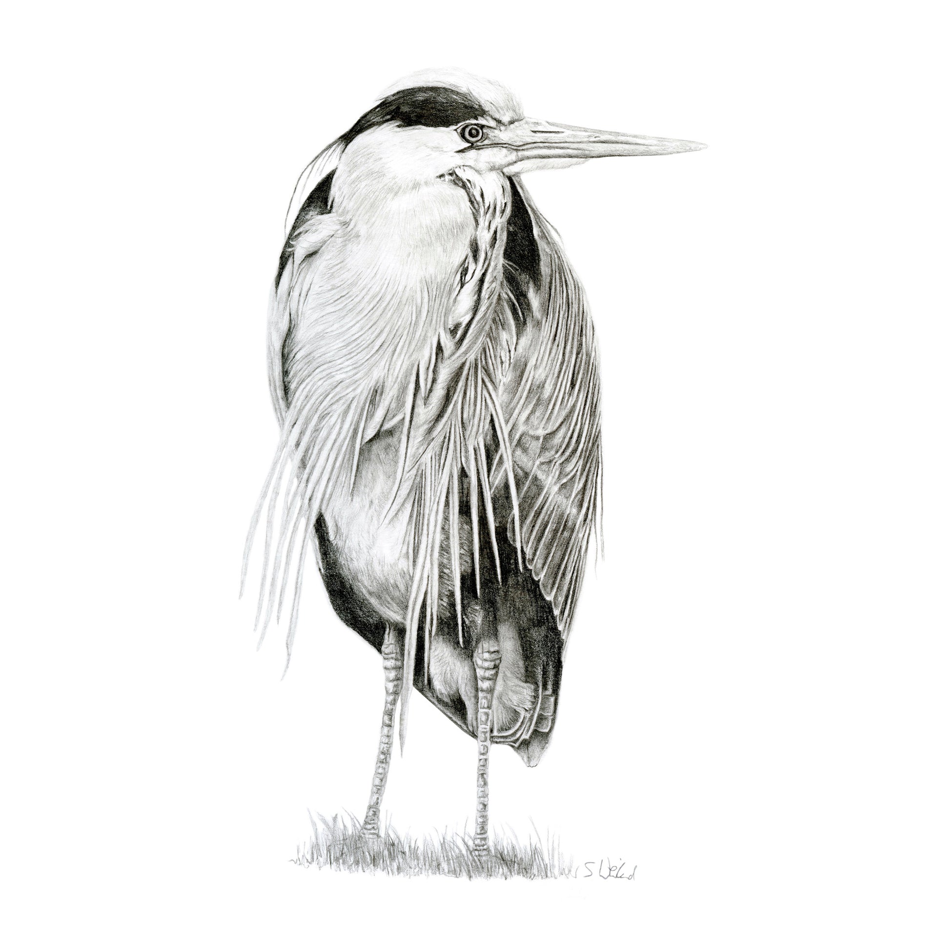 Heron pencil drawing print 